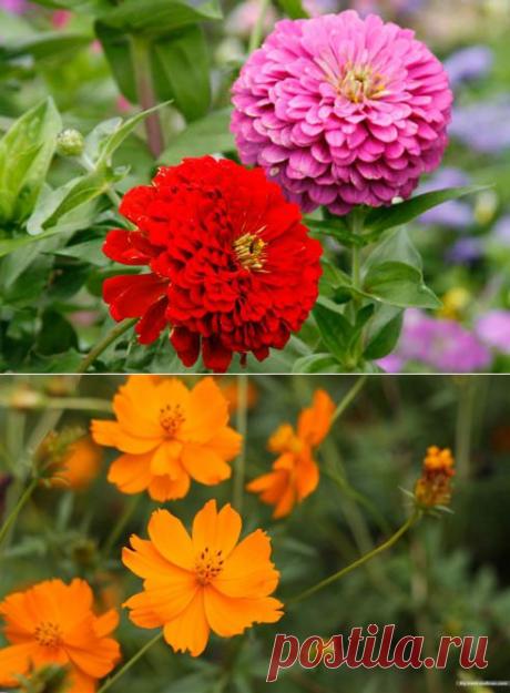 Цветы перед зимовкой: несколько полезных советов | РОЗЫ