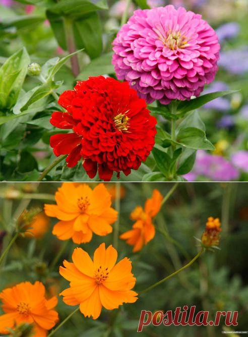 Цветы перед зимовкой: несколько полезных советов | РОЗЫ