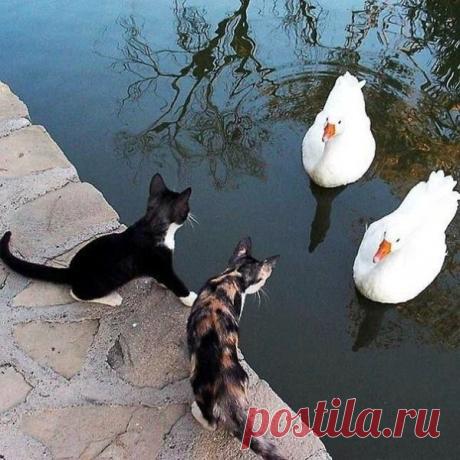 "Встреча на Эльбе"))