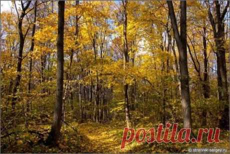 Симфония золота и света