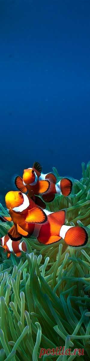 (1) Pinterest