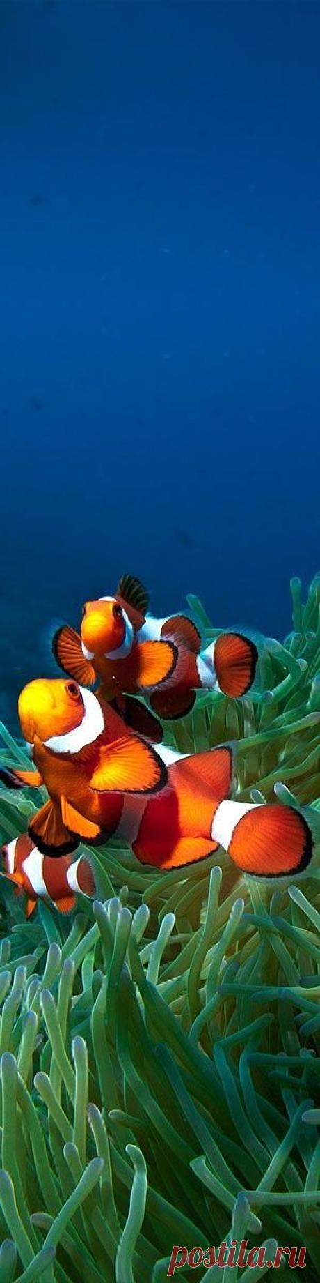 (1) Pinterest