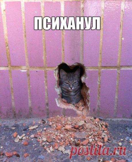 Смешные картинки - 513