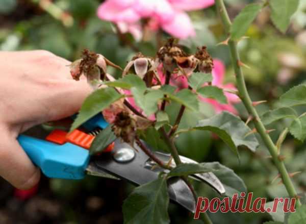 Как обрезать розу перед зимовкой? Нужен секатор — кусторез, сучкорез!