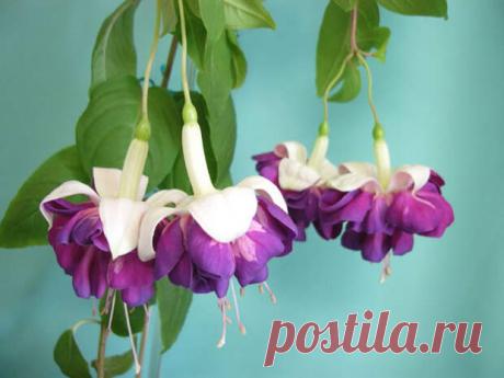 Уход за фуксией - Квартира, дом, дача - медиаплатформа МирТесен Фуксия известна цветоводам как очаровательное растение с цветочками, которые называют кто «китайскими фонариками», кто «балеринками», очень популярное и неприхотливое растение. А ведь этот комнатный цветок, уютно размещающийся на обычном подоконнике, в незапамятные времена была могучим деревом,