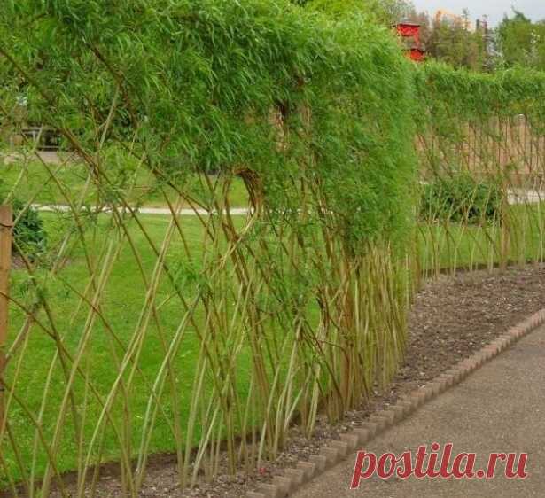 Живая изгородь из ивы Живая изгородь - это прекрасное и живое обрамление вашего участка. Научимся создавать ее своими руками.