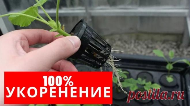 Комнатные растения