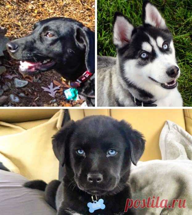 Нечистокровные собаки, которые выглядят очень привлекательно