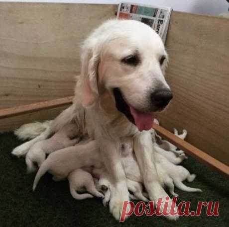 Пустила корни