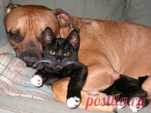 Наши четвероногие друзья: когда кошка  злится