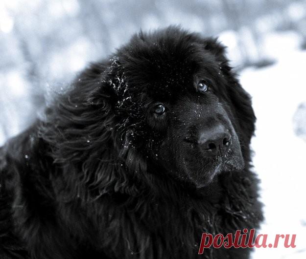 10 самых дружелюбных пород собак Не можете выбрать щенка для ребенка? Присмотритесь к следующим породам: это лучшие друзья человека — добрые, милые, нежные и терпеливые.
1. НьюфаундлендОн же «водолаз». Предельно дружелюбный питомец, ...