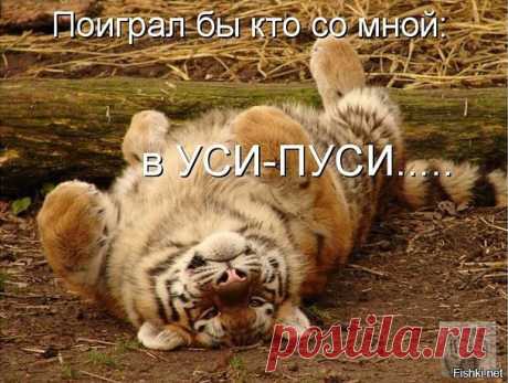 Эпичное падение тигра на спину в результате неудачной попытки поймать птицу