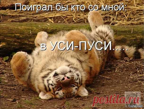 Эпичное падение тигра на спину в результате неудачной попытки поймать птицу