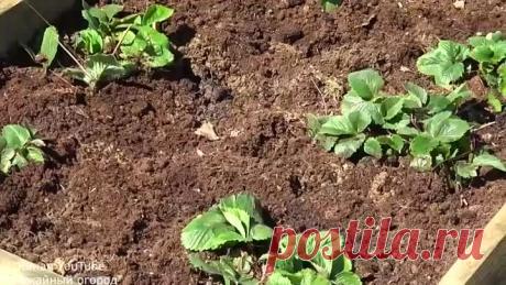 Подкормите клубнику этим средством весной. В 3 раза больше урожай