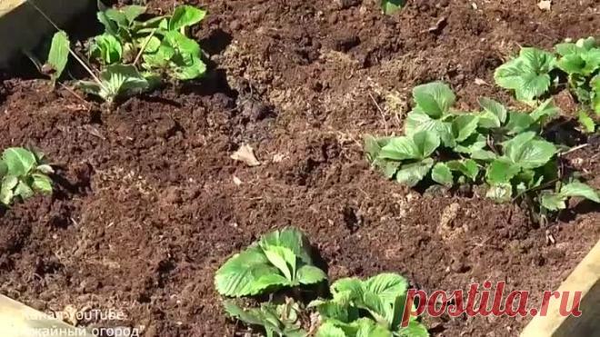 Подкормите клубнику этим средством весной. В 3 раза больше урожай