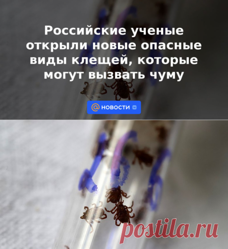 Российские ученые открыли новые опасные виды клещей, которые могут вызвать чуму | 15 мая 2023 - Новости Mail.ru