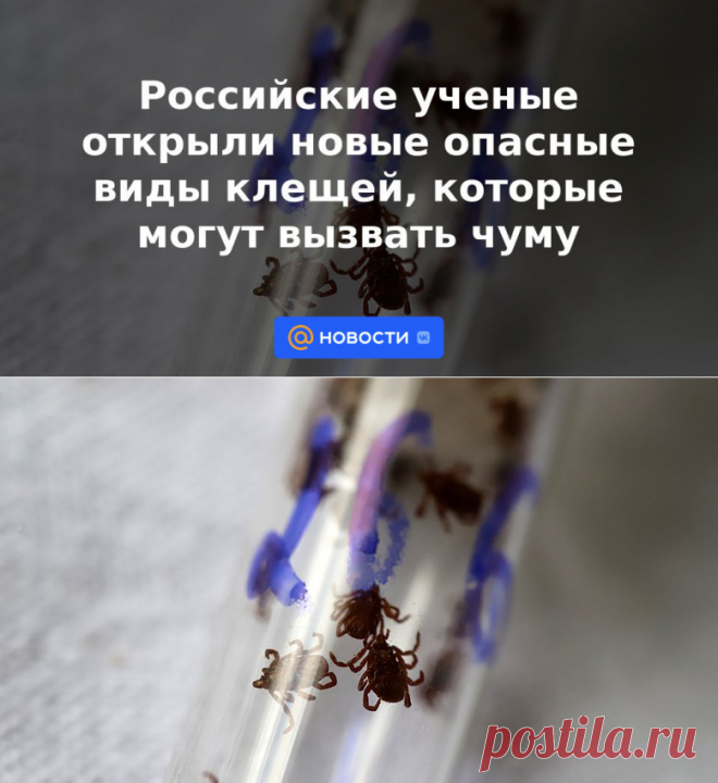 Российские ученые открыли новые опасные виды клещей, которые могут вызвать чуму | 15 мая 2023 - Новости Mail.ru