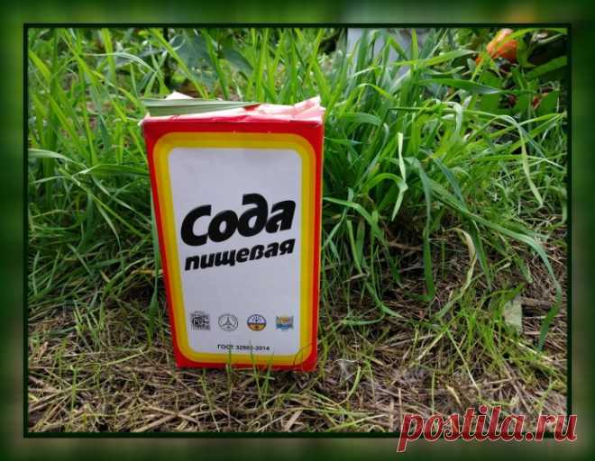 9 СПОСОБОВ ИСПОЛЬЗОВАНИЯ ПИЩЕВОЙ СОДЫ В САДУ