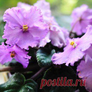 Как зимуют сенполии?