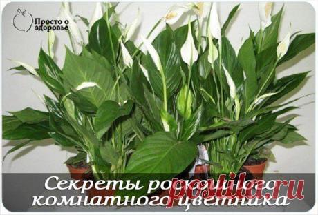ЧЕМ КОРМИТЬ ДОМ. ЦВЕТЫ ?