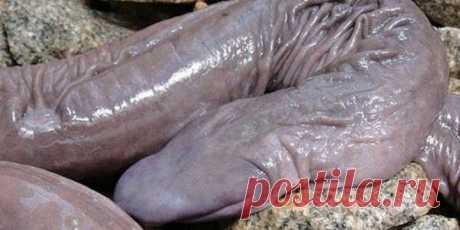 20 Of the Worlds Strangest Creatures