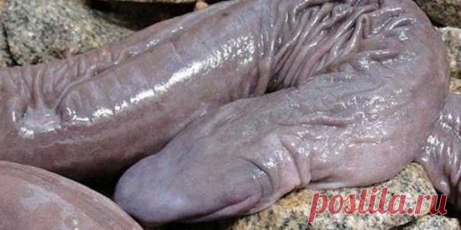 20 Of the Worlds Strangest Creatures