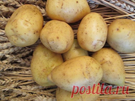 Гала: как вырастить популярный сорт картофеля?