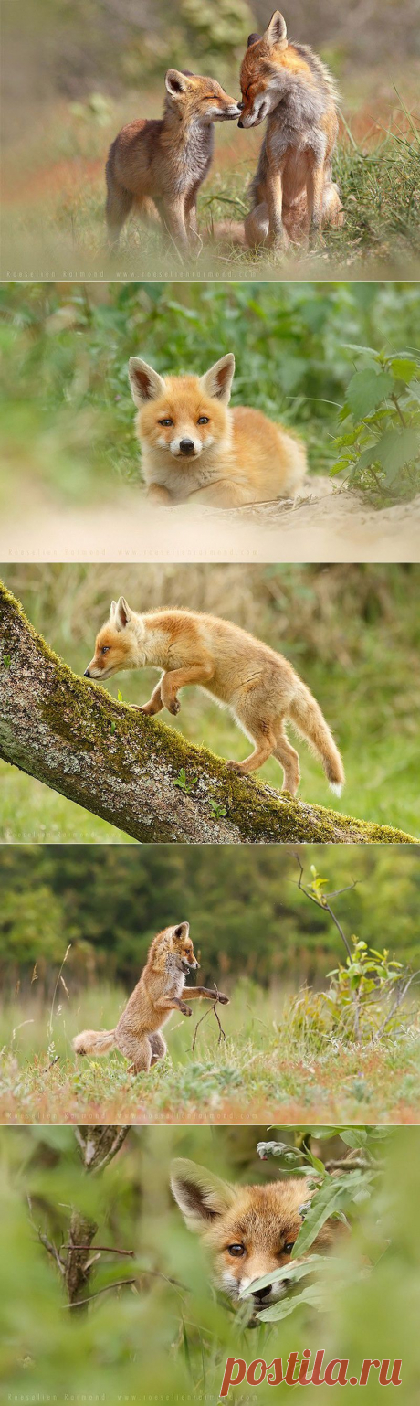 Душещипательные фотографии очаровательных лисят :  НОВОСТИ В ФОТОГРАФИЯХ