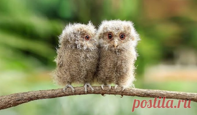 (1) World birds (@worldbirds32) / Twitter