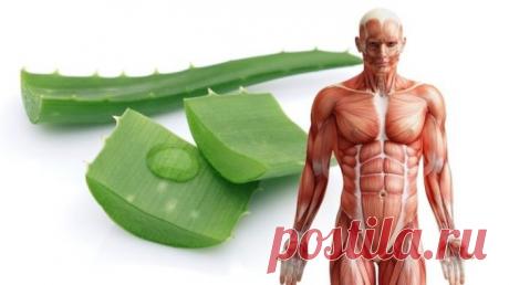 После прочтения этого, вы начнете пить сок алоэ вера каждый день — Копилочка полезных советов