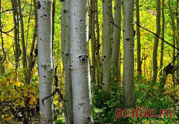 Незаживающие раны на ноге.
Диабетическая рана. Гангрена. Зола осины

Хочу поделиться очень хорошим, проверенным рецептом. Точно знаю, что он действует. Для убедительности скажу, что мой свекор этим простым рецептом вылечил гангрену стопы при сахарном диабете II типа и потом несколько лет простоял у станка (он был токарем). А врачи предлагали ампутацию.
А уже в этом году мой муж, тоже диабетик II типа, инсулинозависимый, вылечил сильно травмированную ногу.

Рубленая рана на...
