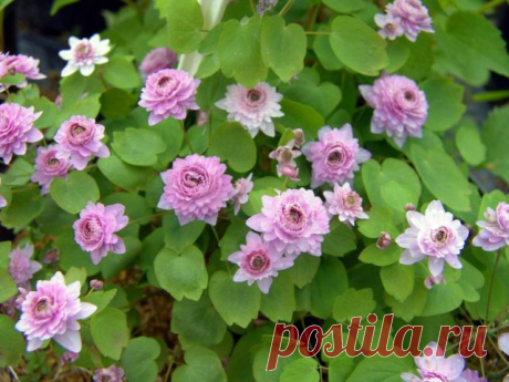 Анемонелла (Anemonella) — описание, выращивание, фото