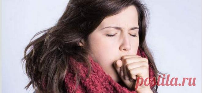 Золотой ус - лечебные свойства, противопоказания и рецепты