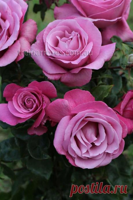 ~Rose 'Fragrant Plum' | ~Roses~