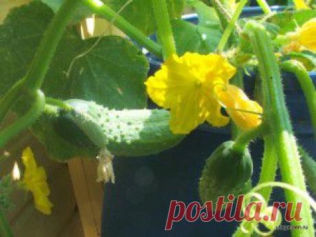 Огурцы в бочке | Дачная жизнь - сад, огород, дача