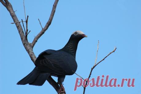 Сем. Голубиные (Columbidae)
Белошапочный голубь (Columba leucocephala)