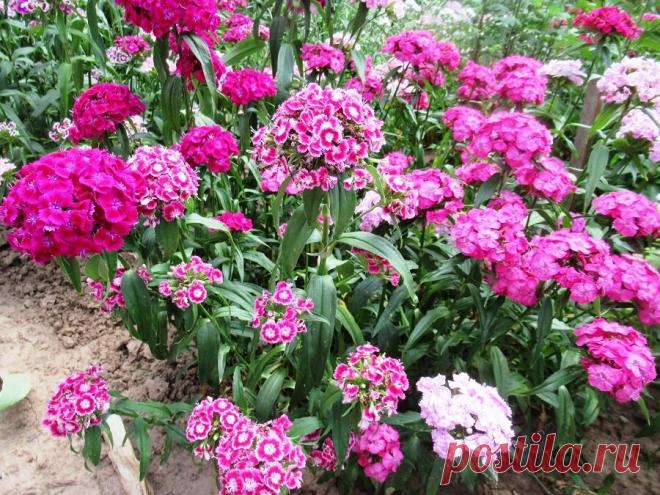Гвоздика турецкая садовая многолетняя: можно ли посеять под зиму | Дача ягодки цветочки | Яндекс Дзен
