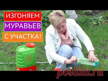 КАК ИЗБАВИТЬСЯ ОТ МУРАВЬЕВ ЗА 15 МИНУТ? А ВОТ ТАК!