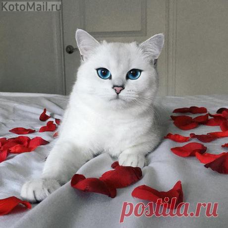 Пушистость у меня натуральная