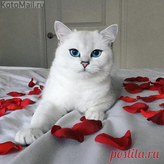 Пушистость у меня натуральная