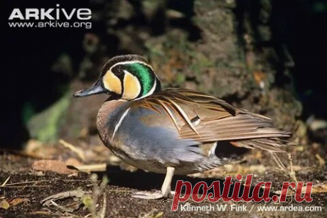 arkive wildlife: 1 тыс изображений найдено в Яндекс Картинках