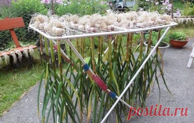 Когда выкапывать и как хранить чеснок?