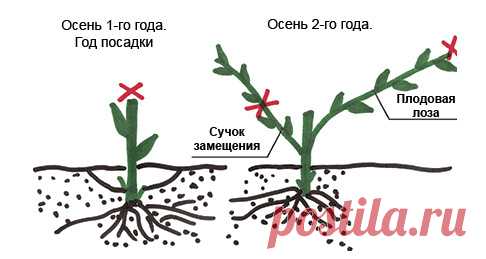 Как ухаживать за виноградом во второй и последующие годы
Обламывание побегов виноградаПервую обломку проводят весной сразу после появления соцветий и усиков....
Читай дальше на сайте. Жми подробнее ➡