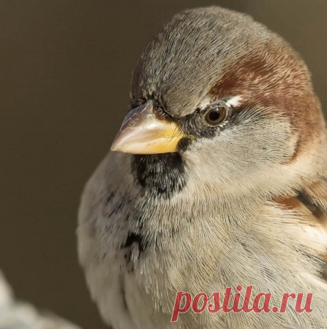 Интересные факты о тех, кто всегда рядом: о воробьях!