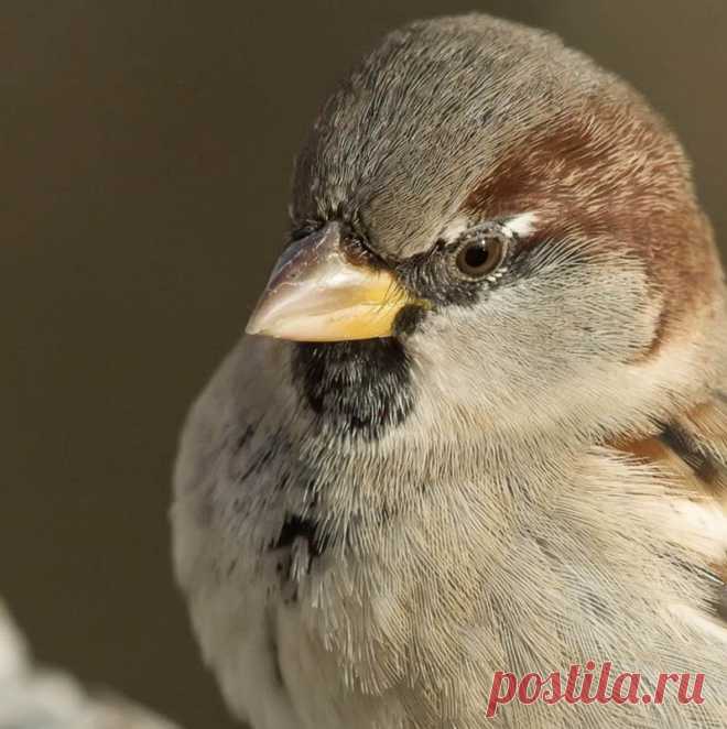 Интересные факты о тех, кто всегда рядом: о воробьях!