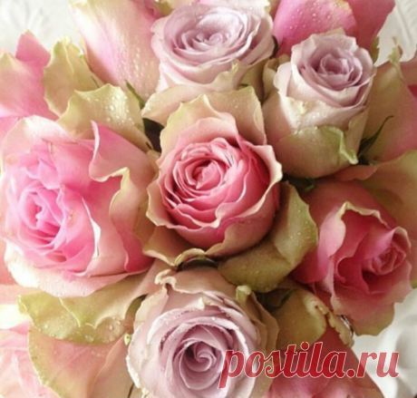 ✿СКОЛЬКО В РОЗАХ ПОЗИТИВА✿ МОИМ ДРУЗЬЯМ***