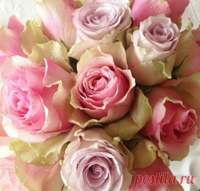 ✿СКОЛЬКО В РОЗАХ ПОЗИТИВА✿ МОИМ ДРУЗЬЯМ***