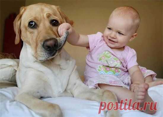 У детей, общающихся с домашними питомцами, реже возникает астма | Образовательная программа: компендиум здоровья.