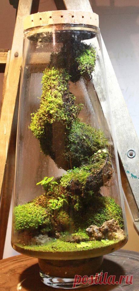 Интересные флорариумы и террариумы - Ботаничка.ru