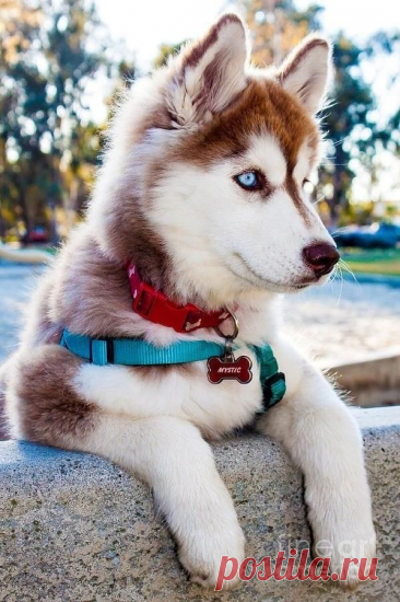 ღ